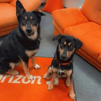 Mailo&Buddy